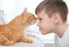 Nöroplastisite / Sağır Kedi Deneyleri - Sağır Doğan Çocukların Beyinleri ve İşitsel beyin hücreleri