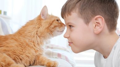 Nöroplastisite / Sağır Kedi Deneyleri - Sağır Doğan Çocukların Beyinleri ve İşitsel beyin hücreleri