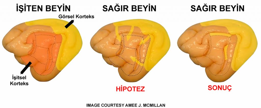 Nöroplastisite ve Kritik Dönem - Sağır Kedi Deneylerinden Sağır Çocuklar için elde edilen çıkarımlar