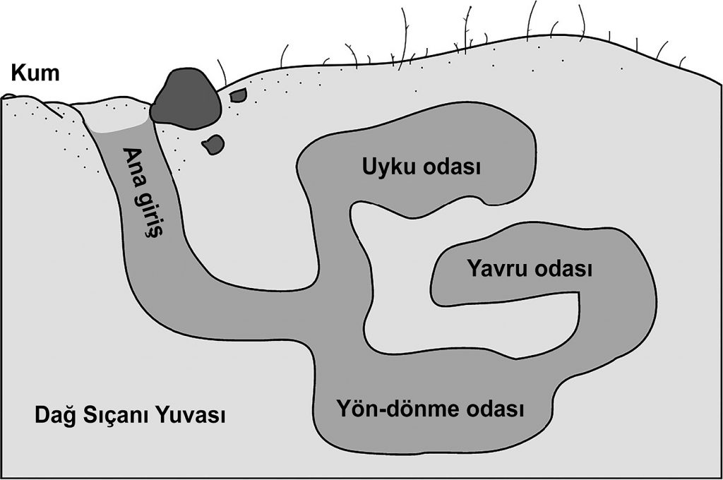 dağ sıçanı yuvası - mega aktif okuma