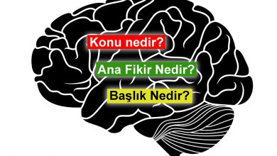 gelişimsel plastisite - konu nedir - başlık nasıl koyulur -ana düşünce nedir