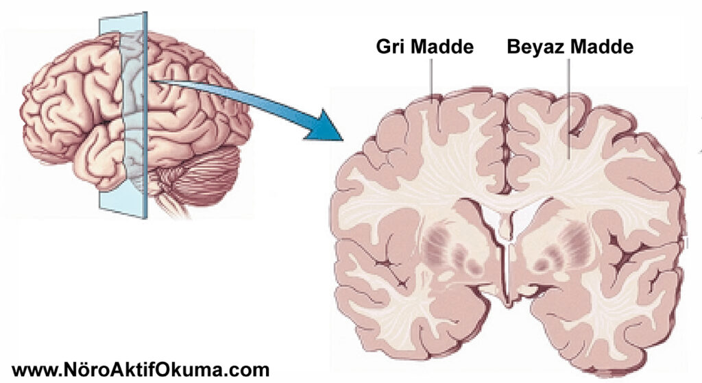 okuma / anlama / beyaz madde / gri madde / disleksi