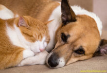 Yalnızlığı Yenmenin Gücü