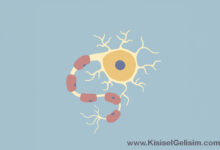 nöron nasıl mesaj taşır