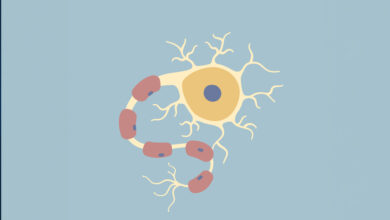 nöron nasıl mesaj taşır