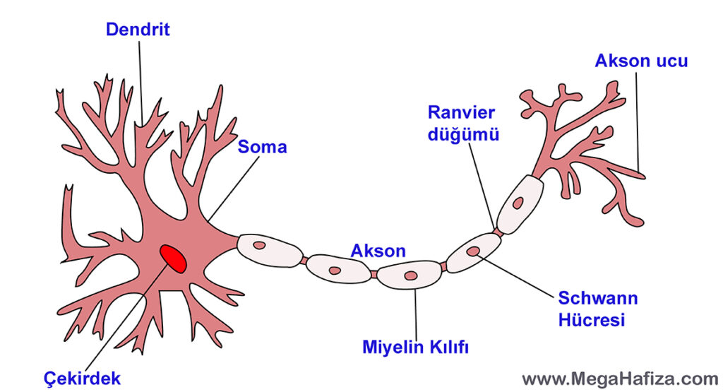 neuron nöron anotomisi - beyin hücresi - iletişim - mesaj alma - mesaj gönderme