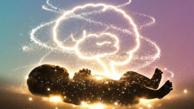 Üç çeşit beyin hücresi vardır.