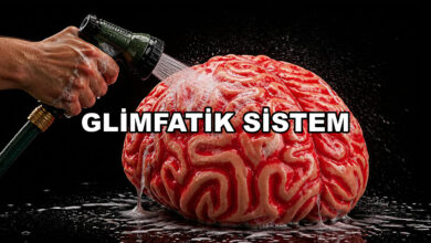 glimfatik drenaj - beyin temizleme sistemi - beyin temizliği