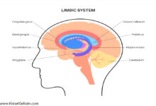 limbik sistem