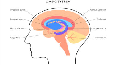 limbik sistem
